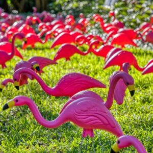 50 Birds