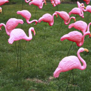 25 Birds